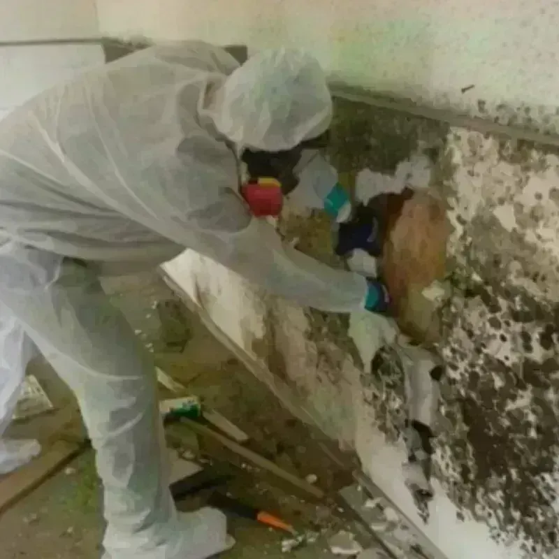 Mold Remediation and Removal in Belmont, MS